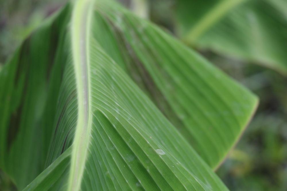 Green plant leaf