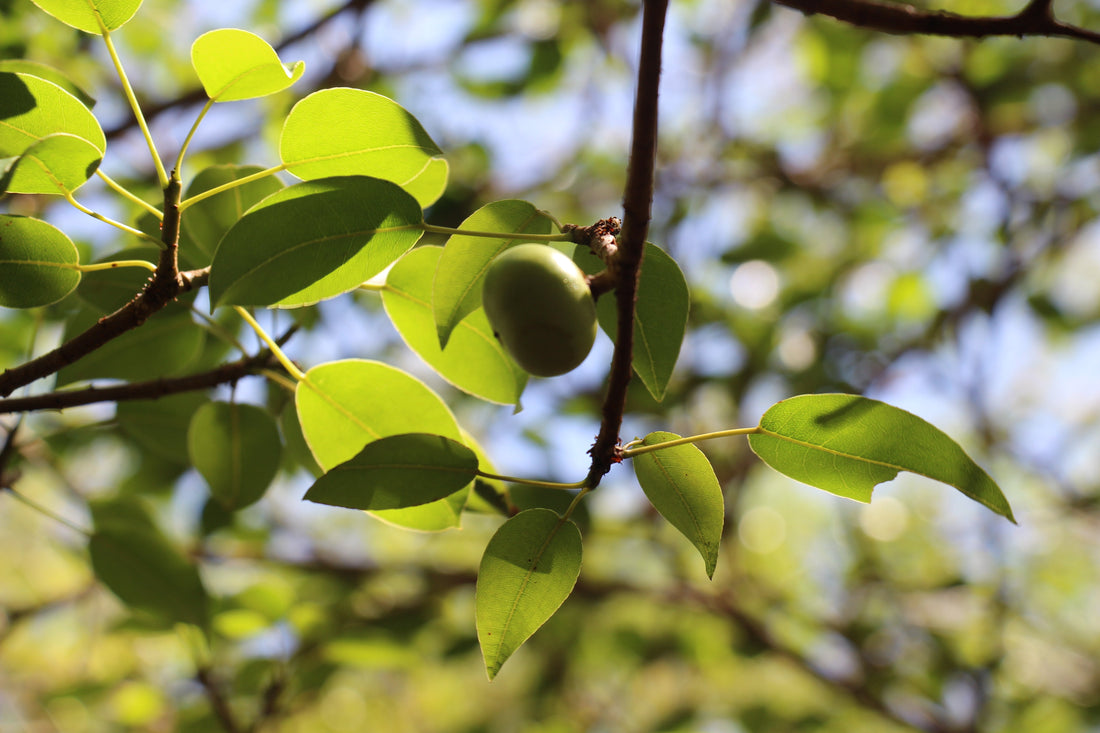 Plant leaves with its fruit on it.