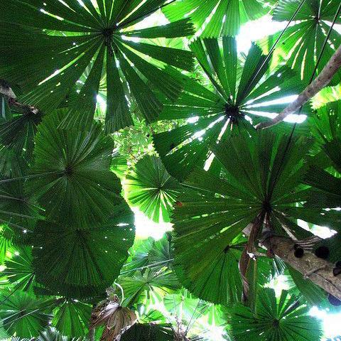 Green color leaves of a tree from rahua rainforest