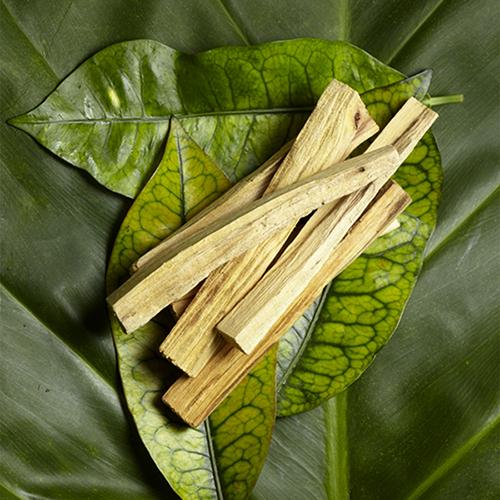 Palo Santo Sticks placed on green leaves from rahua rainforest