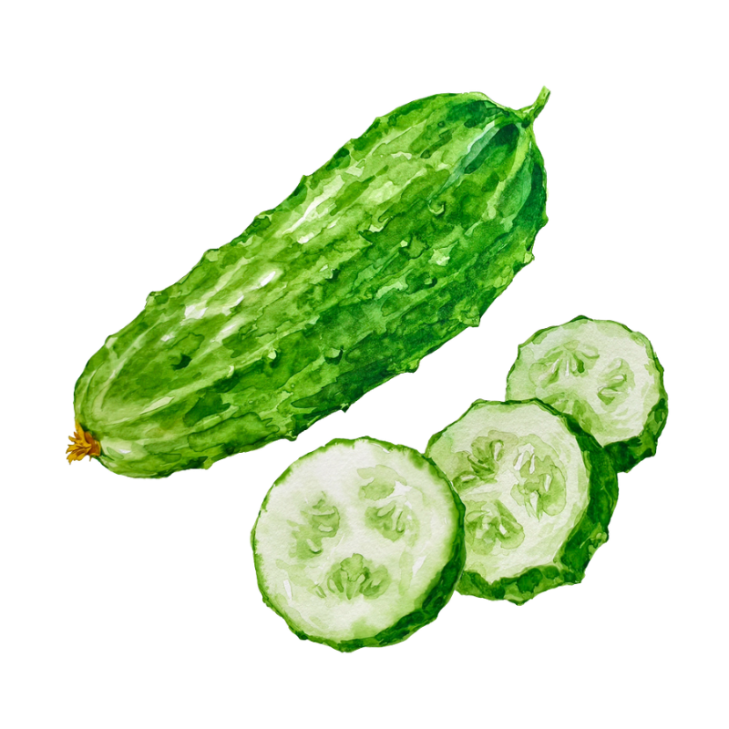 Cucumber