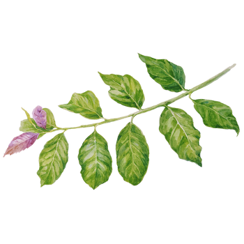 Guayusa