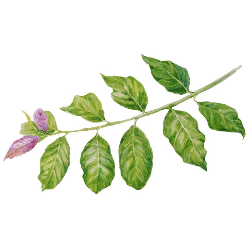 Guayusa