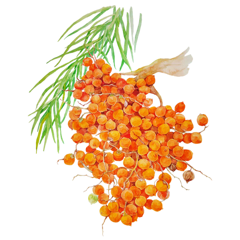 Morete Oil