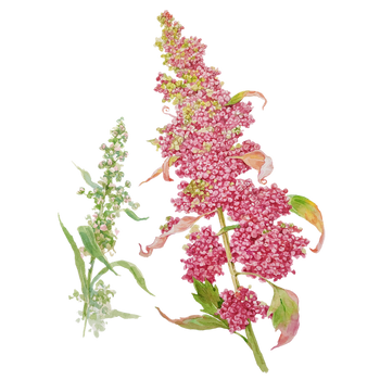 Quinoa