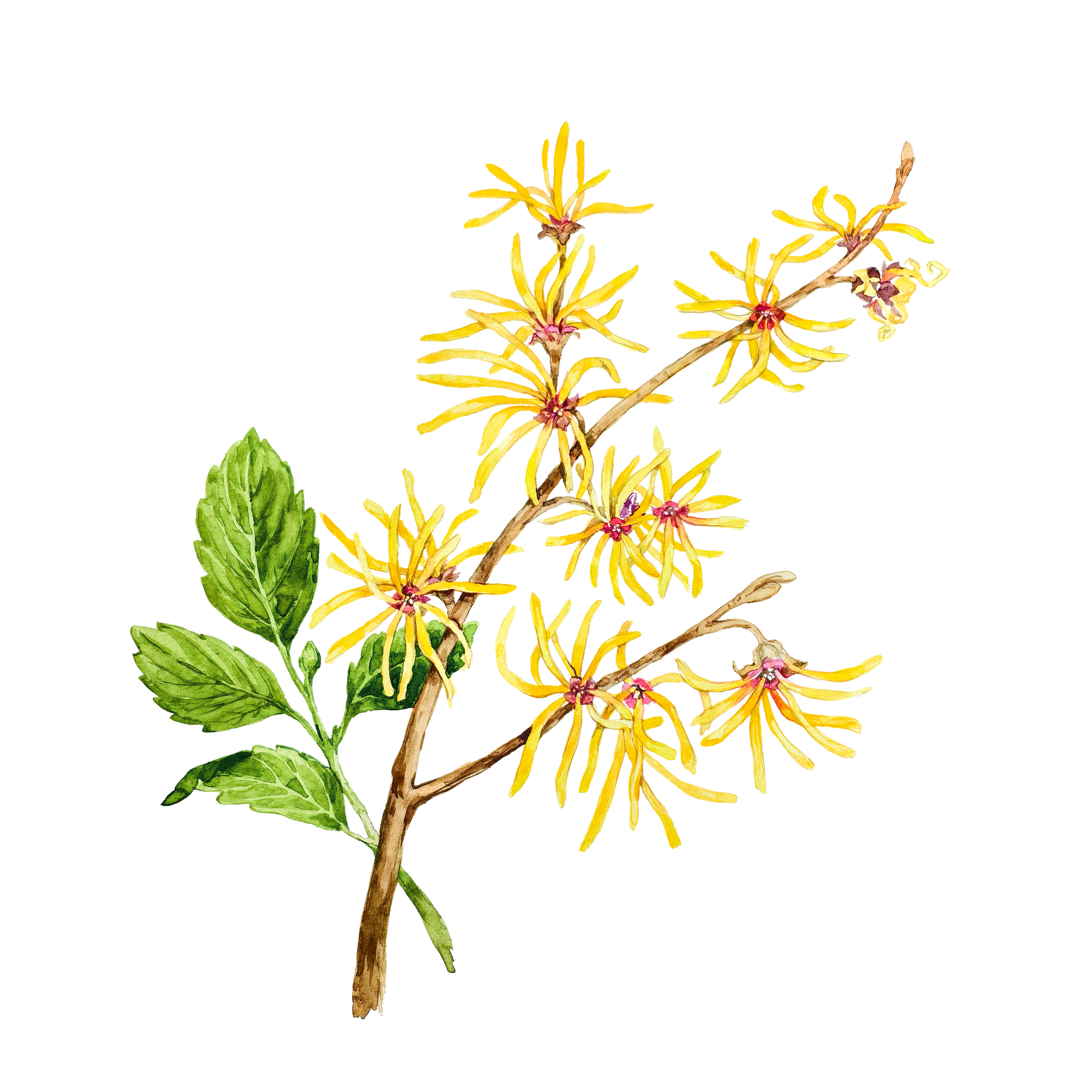 Witch Hazel